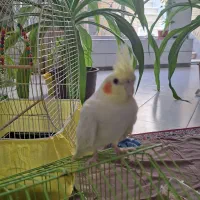 عروس هلندی نر