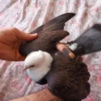 کبوتر کربلایی ساده کت