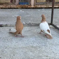 سینه زرد جفتی|پرنده|شیراز, تندگویان|دیوار