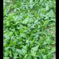 اسفناج وسبزی تازه