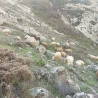 بره نر|حیوانات مزرعه|کلیبر, |دیوار