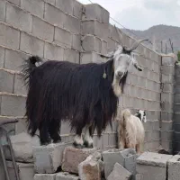 بز کهره شهرکردی