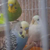 مرغ عشق|پرنده|قم, نیروگاه|دیوار