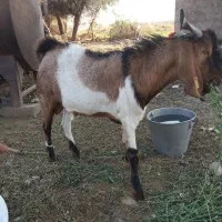 چپشت پاکستانی|حیوانات مزرعه|جیرفت, |دیوار