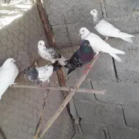 توافقی|پرنده|پلان, |دیوار
