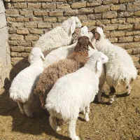 بره|حیوانات مزرعه|کاخک, |دیوار