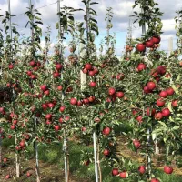 نهال سیب پایه مالینگ M7 (Malling M7)