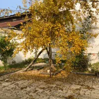 خونه ویلایی حیاط دار شهر فریدونکنار. فوری|فروش خانه و ویلا|فریدونکنار, |دیوار