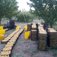 زمین وباغ جاده دندی روستای دوزکندبیش از یک هکتار|فروش زمین و ملک کلنگی|انگوران, |دیوار
