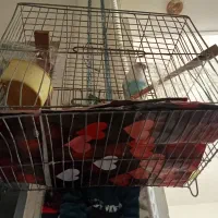 مرغ عشق ماده