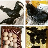 تخم نطفه دار مرغ ایام سمانی