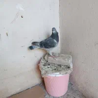 جان اردن|پرنده|شوش, |دیوار