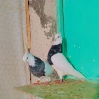 جفت طوقی زرین سیاه|پرنده|مشهد, شهید احمدی روشن|دیوار