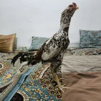 خروس لاری پرمرغی