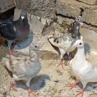 شیش تا گرفتنی