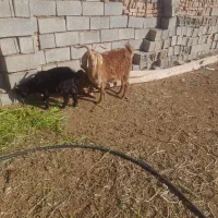 ۳عدد بز زاییده بزغاله درشت