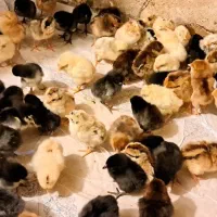 جوجه محلی عربی اصل