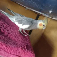 عروس بالغ اماده