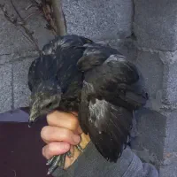 جوجه های اَیام سَمانی