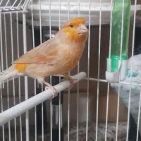 قناری قرص خوان