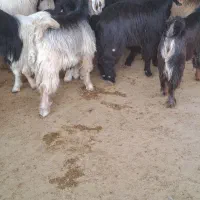 کهره نر چاق قصبابی|حیوانات مزرعه|شیراز, حومه شیراز|دیوار