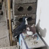 کبوتر خوشرنگ|پرنده|فولادشهر, سایت صنعتی کاوه|دیوار