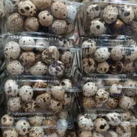 تخم بلدرچین خوراکی و نطفه دار|خوردنی و آشامیدنی|مشهد, ایثارگران|دیوار