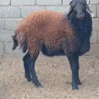 فروش بره نر هترو|حیوانات مزرعه|سرخه, |دیوار