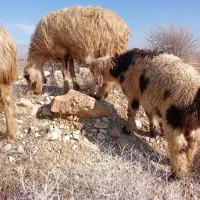 میش ،بز|حیوانات مزرعه|شیراز, پودنک|دیوار