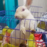 خرگوش سالم وزرنگ