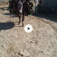 الاغ یا خر فروشی