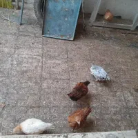 جوجه محلی و جوجه برهما