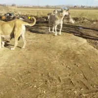 سگ نژاد دار