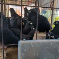 زاغ ابادانی