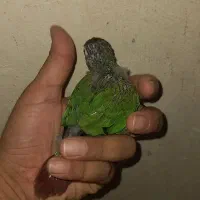 جوجه گرینچیک ۲۵ روزه و جوجه عروس هلندی ۲۰ روزه|پرنده|چمران, |دیوار