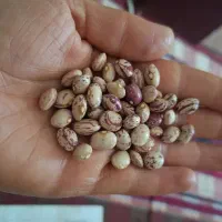 لوبیا چیتی|خوردنی و آشامیدنی|زرقان, |دیوار