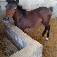 کره مادیون عرب