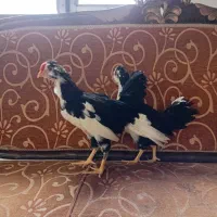 جوجه گلین لری|حیوانات مزرعه|کرمانشاه, |دیوار