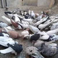 کفتر رنگی ۷۰ تا یکجا|پرنده|کرج, عظیمیه|دیوار