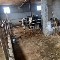 گاو گوساله نر سمینتال