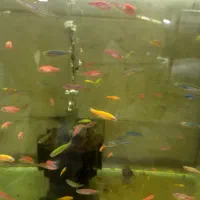 آکواریوم آنجل|ماهی|خوی, |دیوار