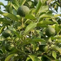 فروش پرتغال تامسان وخونی موجوده قیمت 30