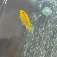 ماهی اکواریومی سیچلاد خوش رنگ