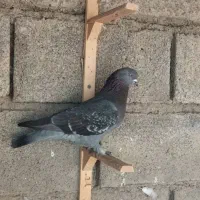 کبوتر مگسی|پرنده|فاضل آباد, |دیوار