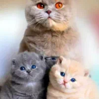 تیر خلاص شهر گربه های فانتزی و آپارتمانی تهران off