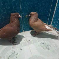 کبوتر پلاکی و دمبی|پرنده|دهدشت, |دیوار