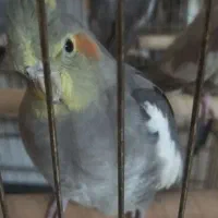 عروس هلندی بالغ نر و ماده|پرنده|اصفهان, ملک|دیوار