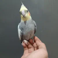 عروس هلندی|پرنده|گلستان (تهران), |دیوار