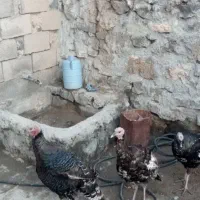 بوقلمون فروشی برای اهالی ماکو|حیوانات مزرعه|پلدشت, |دیوار