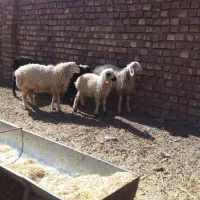 بره نرسبک وزن